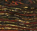 Polished Tiger Iron Stromatolite - ( Billion Years) #38910-1